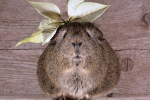 Fragrance industry commits to finding animal-data alternatives
