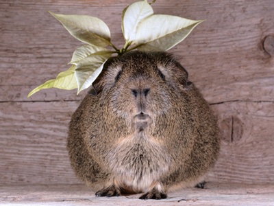 Fragrance industry commits to finding animal-data alternatives