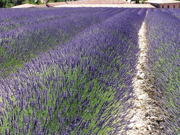 Fragrance: Purple haze