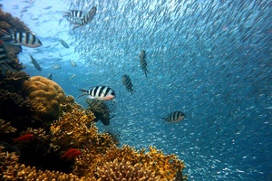 French authorities step in to protect coral reefs from cosmetic ingredients damage