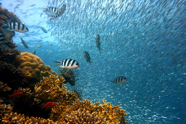 French authorities step in to protect coral reefs from cosmetic ingredients damage