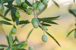French natural ingredients company Sophim secures €20m funding round