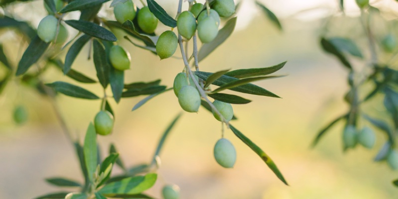 French natural ingredients company Sophim secures €20m funding round