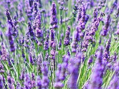 French perfumers unite to create new fragrance collective