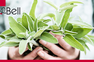 From shrub to tub with Bell Flavors and Fragrances EMEA