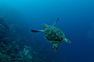 From wet wipes to glitter: 5 ways beauty brands are getting serious about ocean pollution