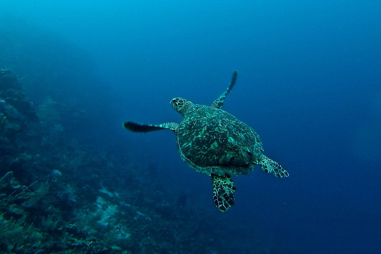 From wet wipes to glitter: 5 ways beauty brands are getting serious about ocean pollution