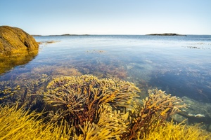 Fucoidans are behind seaweed’s skin health hype, but what are they?