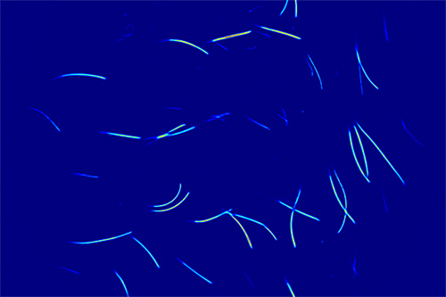 Fully automated: detection of hair and evaluation of hair parameters
