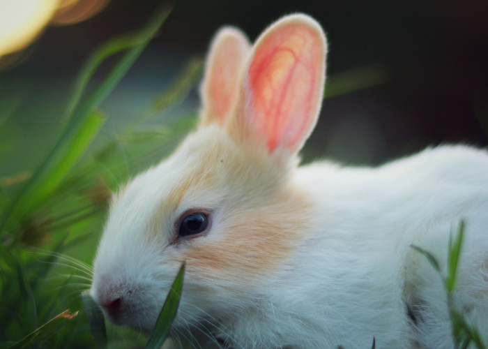 Garnier granted milestone approval under the Leaping Bunny programme
