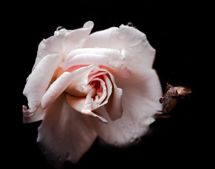 Givaudan acquires Fragrance Oils International