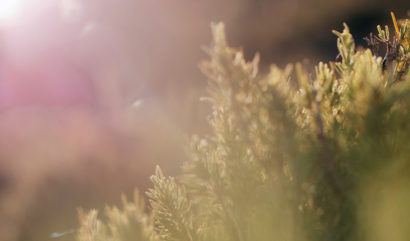 Givaudan Active Beauty unveils [N.A.S.] Rosemary 01, the organic BHT challenger