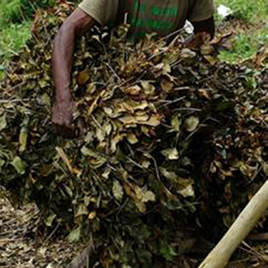 Givaudan announces ‘Fair for Life’ certification of clove leaf oil collection network in Madagascar