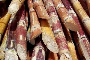 Givaudan buys Amyris’ hero ingredient brands