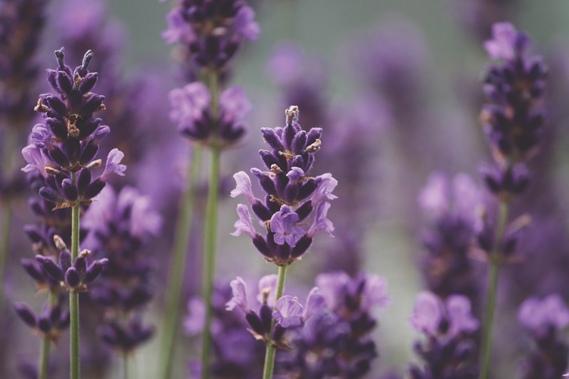 Givaudan completes Ungerer acquisition 
