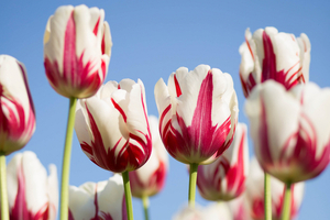 Givaudan continues spending spree with botanical firm takeover 