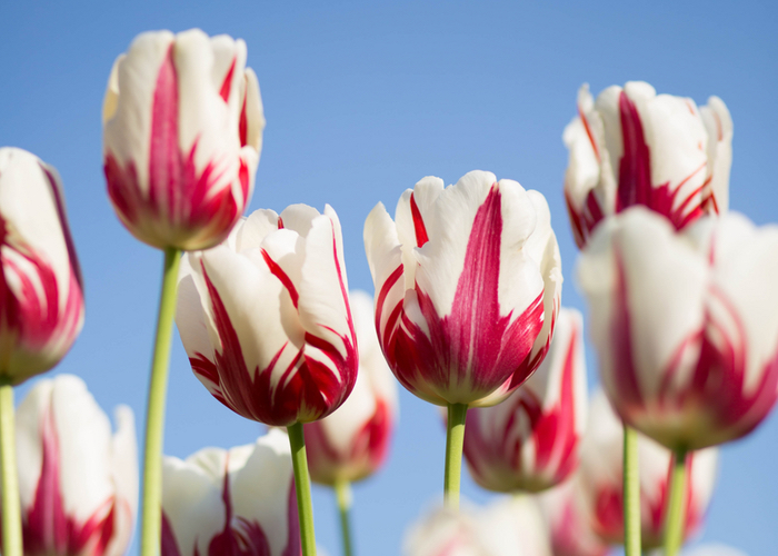 Givaudan continues spending spree with botanical firm takeover 
