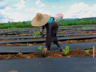 Givaudan enters partnership for sustainable patchouli 

