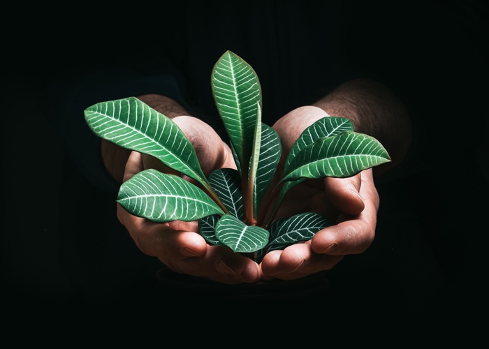 Givaudan invests in encapsulation with 48% stake in Nanovetores 
