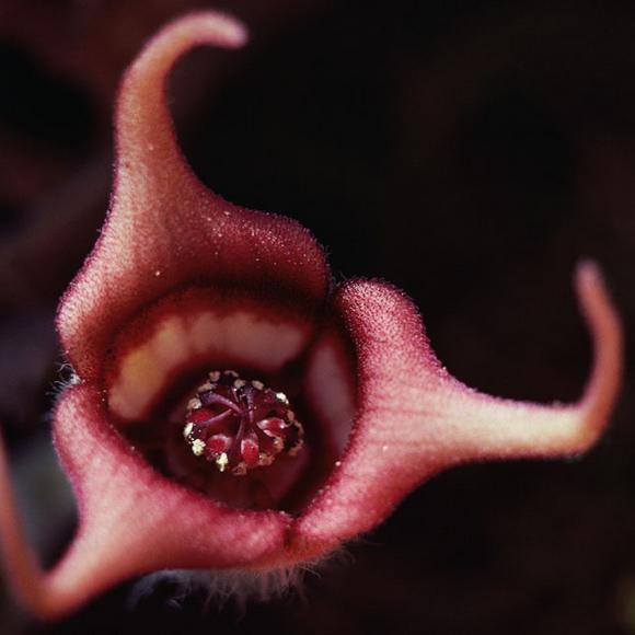Givaudan invests in olfactory research