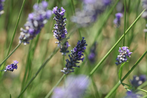 Givaudan joins France Lavande and CRIEPPAM to support lavender supply chain