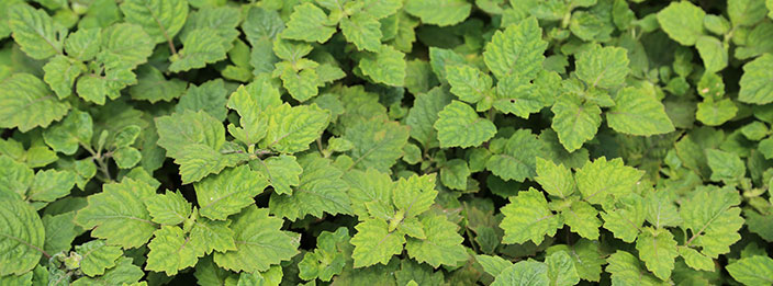 Givaudan strengthens sustainable patchouli supply chain in Indonesia