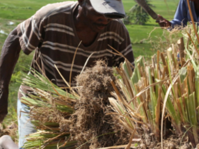 Givaudan strengthens vetiver supply from Haiti

