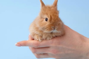Go vegan! How to manufacture animal-free, natural make-up 