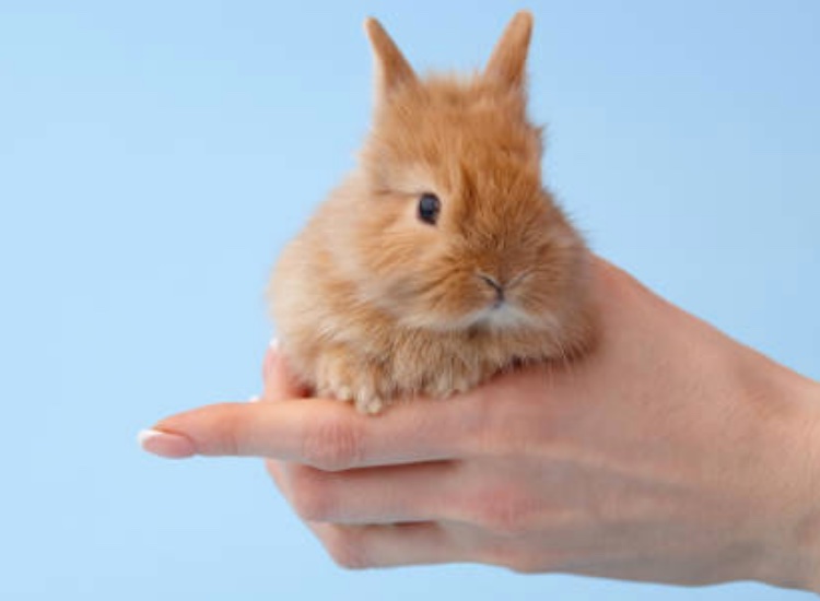Go vegan! How to manufacture animal-free, natural make-up 