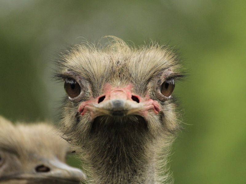 Gold leaf and ostrich antibodies: Japan's wild beauty trends 