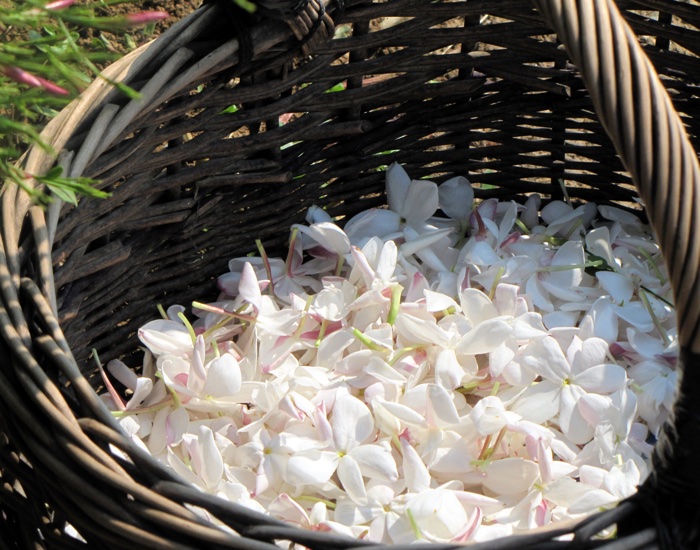 Grasse to increase agricultural footprint five-fold to meet raw material demand