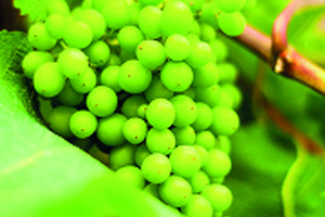 ‘Green beauty’ market shines
