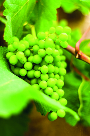 ‘Green beauty’ market shines
