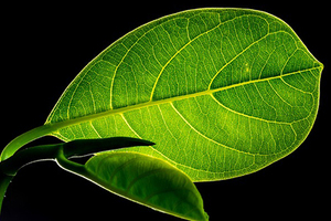 Green is the new black for cosmetic ingredients suppliers