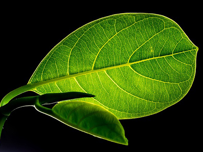 Green is the new black for cosmetic ingredients suppliers