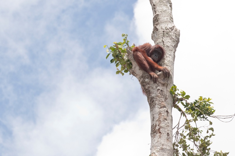 Greenpeace urges companies to end ‘dirty’ palm oil in Emma Thompson video