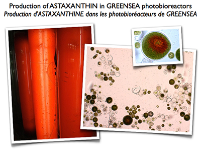 Greensea and Greentech launch Astaxanthin