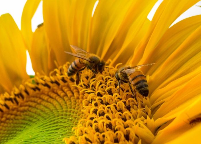 Guerlain adds to social responsibility programme to mark #WorldBeeDay