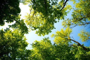 Hair care brand Nuele to help plant 100,000 moringa trees in Africa 
