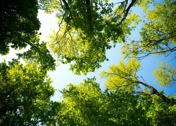 Hair care brand Nuele to help plant 100,000 moringa trees in Africa 
