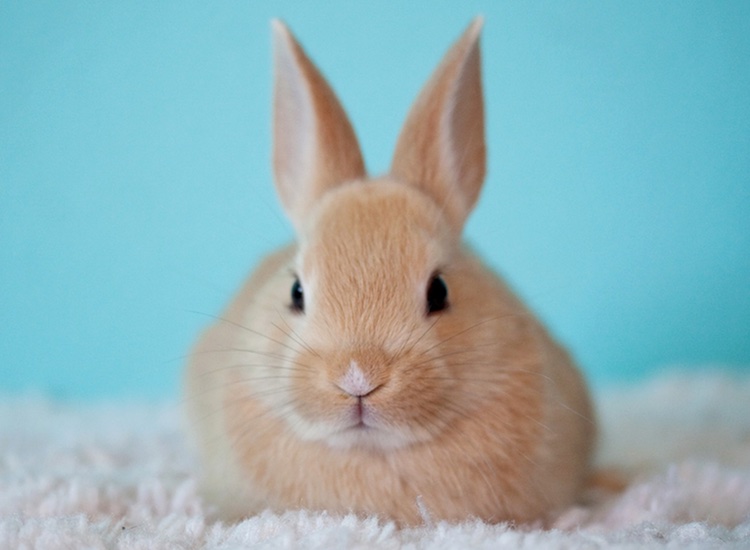 Hawaii introduces two new bills to end animal testing for cosmetics

