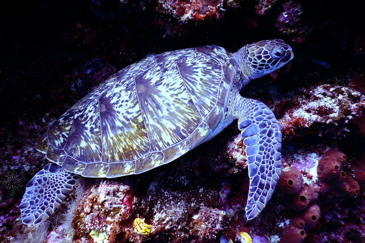 Hawaii set to pass bill banning sunscreens harmful to coral reefs

