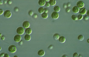 Heliae and Clarecastle to partner on algae products 

