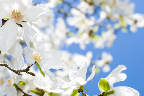 HerbEx MagnoSoother by BioSpectrum: <br>
Anti-Acne & Skin soothing