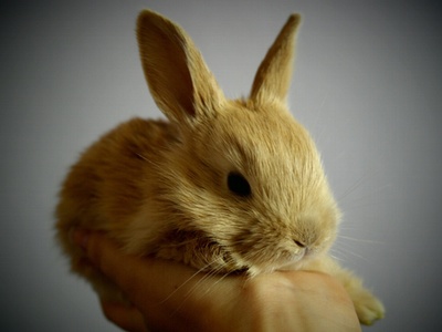 High Court to rule on animal testing review