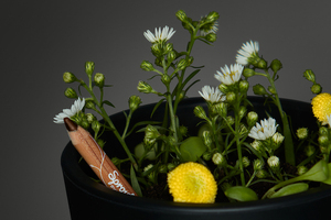 Why prioritising regenerative beauty practices has never been more crucial