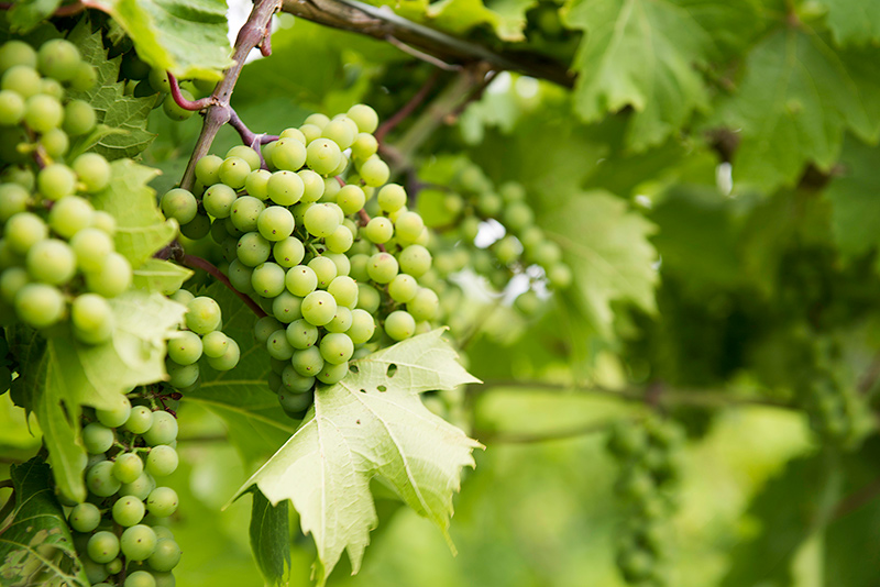 How Chardonnay can regulate our biological clock