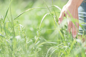 How ingredients suppliers are using green chemistry 