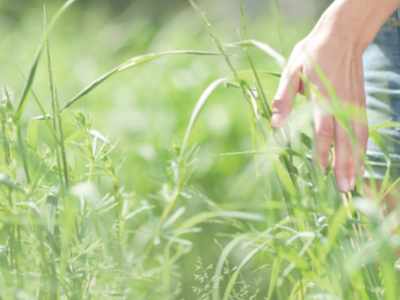 How ingredients suppliers are using green chemistry 