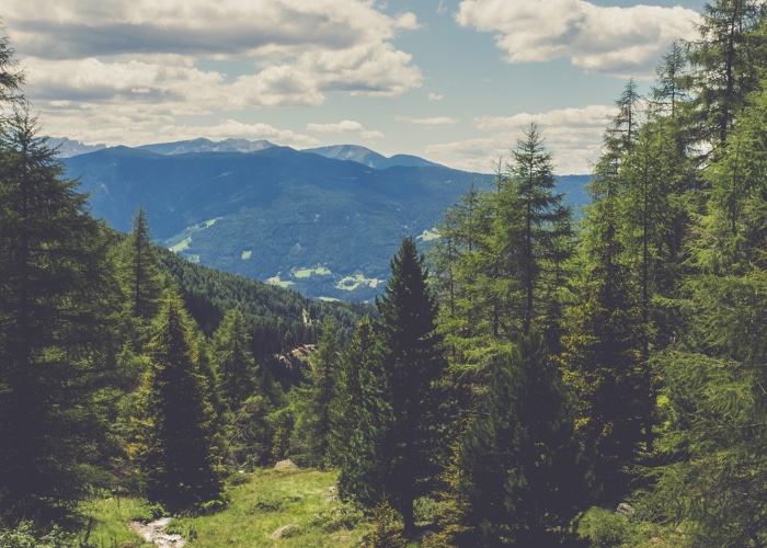 How is beauty supporting rewilding? 
